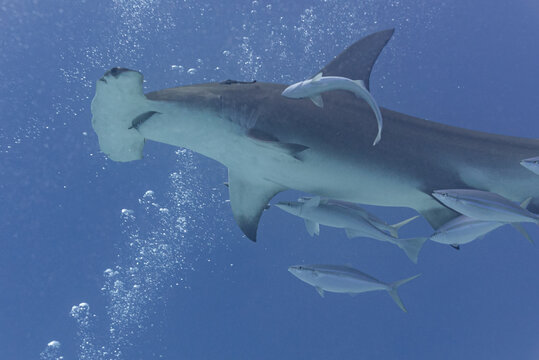 Hammerhead shark swimming with fish over bubbles of scuba divers