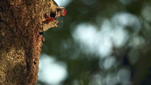 Green Woodpecker fledgling hesitating to leave nest hole during golden hour. Juvenile bird retreats back to tree cavity.