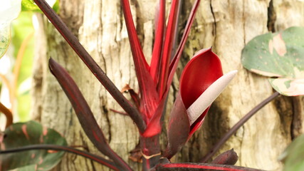 Philodendron flowers bloom beautifully. Close-up of a beautiful philodendron or cherry red flower blooming in a garden with selective focus. © kanin