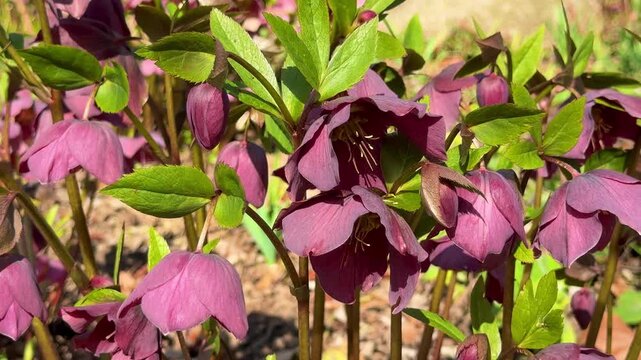 purple Hellebore flowers (Helleborus orientalis) blooming in the garden