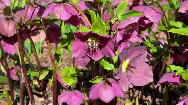  Hellebore flowers (Helleborus orientalis) blooming in the garden