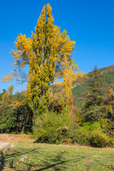 Fototapeta premium Autumn Landscape around Pancharevo lake, Bulgaria