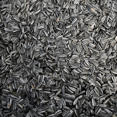 closeup of pile of Sunflowers seeds