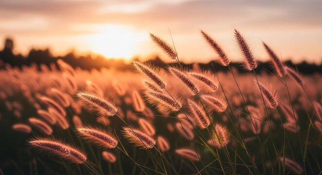 Golden Hour Pampas Grass Field Landscape.