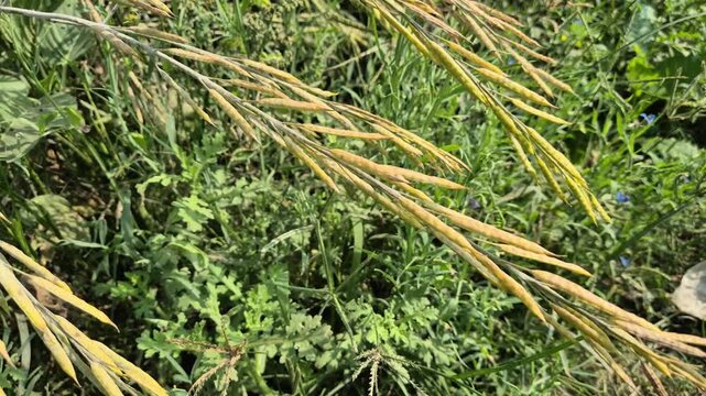Mature Mustard Pods Ready for Harvest in Bangladesh | RAW 4K