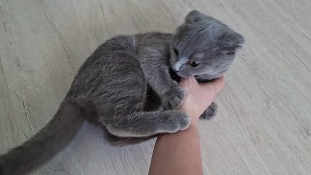 Playful scottish fold kitten biting human hand
