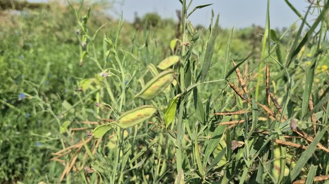 Fresh Grass Pea Pods Growing in Agricultural Field | Bangladesh