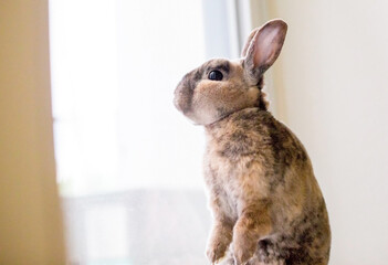 A Rex rabbit with tortoiseshell markings sitting upright and looking out of a window © Mary Swift