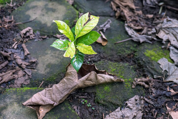 Fototapeta premium Arabica coffee tree seedlings are characterized by glossy, oval-shaped leaves with prominent veins. They are surrounded by dried teak leaf litter as natural mulch. 