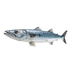 Obraz premium PNG of Fresh mackerel fish with distinctive silver-blue scales and sharp features.