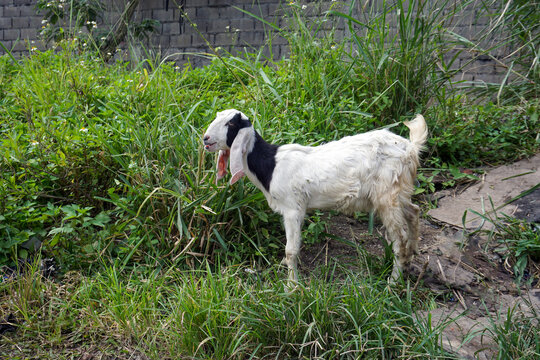 An Etawa or Jamnapari goat with black and white markings standing among lush bushes, long hanging ears and tall stature is ideal for a traditional livestock theme                              