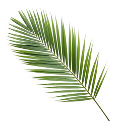 Obraz premium A green palm leaf with many thin segments
