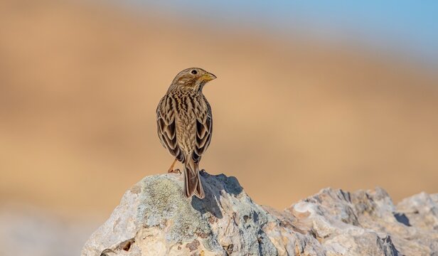 The Corn Bunting (Emberiza calandra) is a migratory bird seen in T&uuml;rkiye during the spring, summer, and autumn months. It is generally found in mountainous and rocky areas.