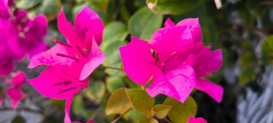 a bougainvillea is a genus of thorny ornamental vines.