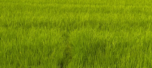 Fototapeta premium Green rice fields for the background.