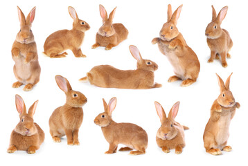 Fluffy brown rabbit on white background, collage