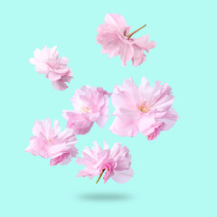 Beautiful sakura flowers falling on turquoise background. Spring blossoms