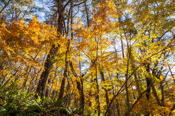 日本の風景・秋　福島県裏磐梯　紅葉の五色沼湖沼群　　