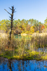 日本の風景・秋　福島県裏磐梯　紅葉の五色沼湖沼群　弁天沼　