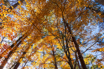 日本の風景・秋　福島県裏磐梯　紅葉の五色沼湖沼群　　