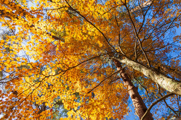 日本の風景・秋　福島県裏磐梯　紅葉の五色沼湖沼群　　