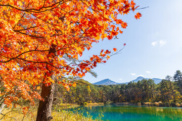 日本の風景・秋　福島県裏磐梯　紅葉の五色沼湖沼群　るり沼と磐梯山　　