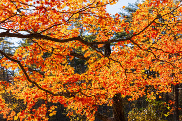 日本の風景・秋　福島県裏磐梯　紅葉の五色沼湖沼群　　