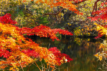 日本の風景・秋　福島県裏磐梯　紅葉の五色沼湖沼群　母沼