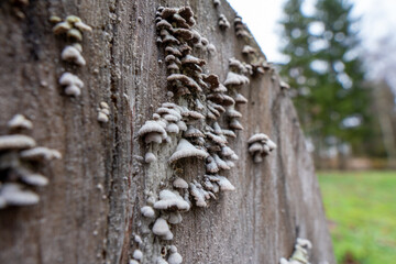 Obraz premium Mushrooms Grow on a Wooden Log in a Forest During a Cloudy Day in Late Autumn