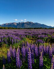 Vibrant Purple Lupine Field with Majestic Mountains Under a Clear Blue Sky.