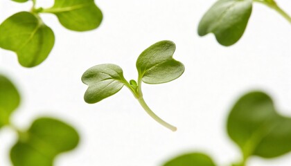 Obraz premium Delicate green sprouts emerging from soil, symbolizing new life and growth