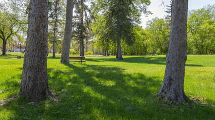 Obraz premium Sunny Green Park Landscape With Bench