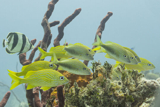 Yellow striped grunt fish swimming over coral reef in clear ocean water