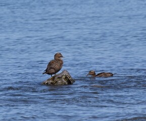 Common Eider