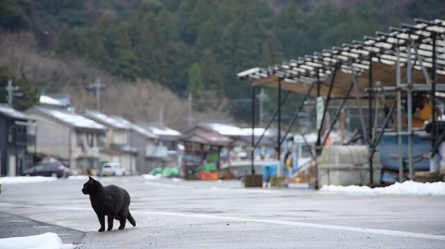 雪の残る日向東港を歩く黒猫 （福井県三方郡美浜町, 2026年2月）