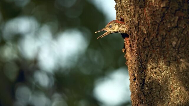 Green Woodpecker fledgling hesitating to leave nest hole during golden hour. Juvenile bird retreats back to tree cavity.