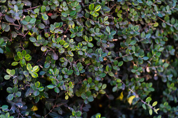 Closeup of dense green leaves forming natural plant background. Fresh foliage texture suitable for nature, environment and eco design concepts