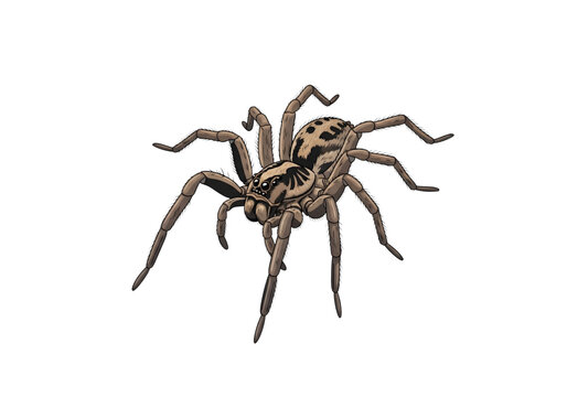 Wolf spider brown arachnid insect png on transparent background