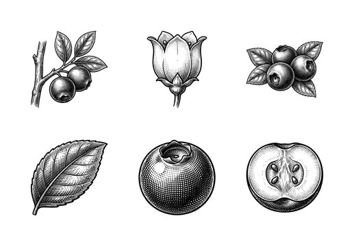 Vintage blueberry botanical illustration set featuring hand drawn berries, blossoms, leaves, and cross section in engraved woodcut style
