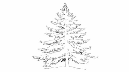 Detailed Black and White Sketch of a Tall Evergreen Pine Tree.