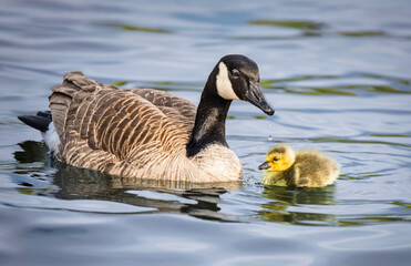 Obraz premium A mother's protection: a large Canada goose stays close to its young gosling as they navigate the calm water together.