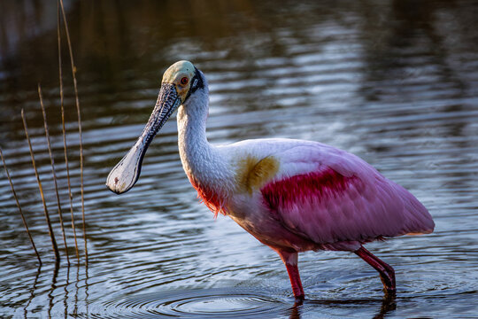 A stunning adult Roseate Spoonbill (Platalea ajaja) foraging in a serene Florida marsh.