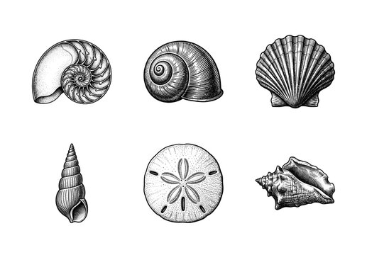 Vintage style engraving collection of various sea shells and marine life including nautilus scallop and sand dollar