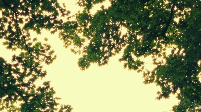 Nature Border Of Tree Branches In Sun Glow