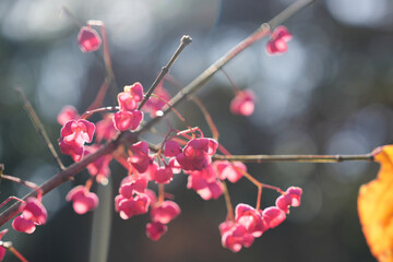可愛らしいマユミの実のアップ