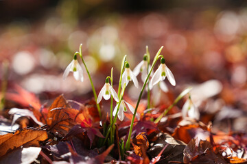 落葉の中に咲くスノードロップ