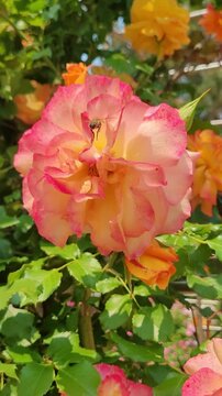 Bee and rose pollination interaction. 4K vertical macro nature documentary.