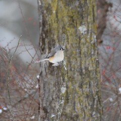 Fototapeta premium Tufted Titmouse