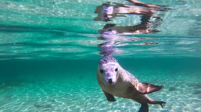 Slow motion video of a playful Australian sea lion swimming in crystal clear shallow water at Eyre Peninsula, South Australia, Australia.