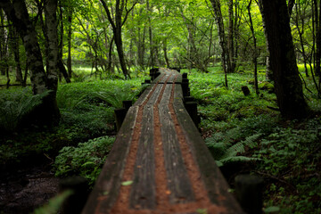 夏の山の中をハイキング